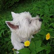 West highland white terrier - Risti.