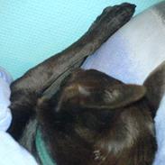 Australsk kelpie Pomba