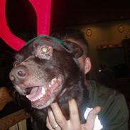 Australsk kelpie Pomba