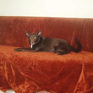 Australsk kelpie Pomba