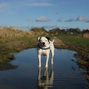 Amerikansk bulldog Razzia