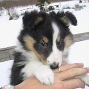 Shetland sheepdog Soffie (sille)