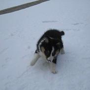 Shetland sheepdog Soffie (sille)