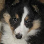 Shetland sheepdog Soffie (sille)