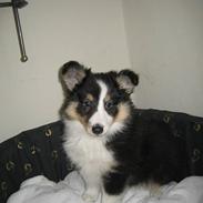 Shetland sheepdog Soffie (sille)