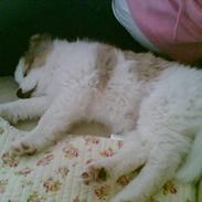 Norrbottenspids danish picture "pictu"