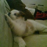 Norrbottenspids danish picture "pictu"