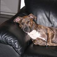 Amerikansk staffordshire terrier Freja