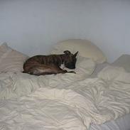 Amerikansk staffordshire terrier Freja