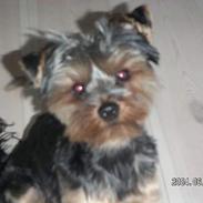 Yorkshire terrier Steelblue Fancy Molly