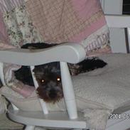 Yorkshire terrier Steelblue Fancy Molly