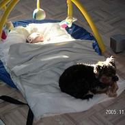 Yorkshire terrier Steelblue Fancy Molly