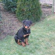 Rottweiler Baloo