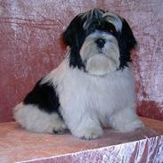 Lhasa apso Nemo
