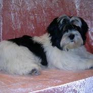 Lhasa apso Nemo