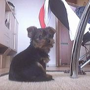 Yorkshire terrier Buster