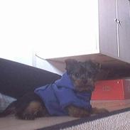 Yorkshire terrier Buster