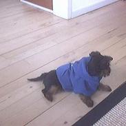 Yorkshire terrier Buster