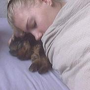 Yorkshire terrier Buster