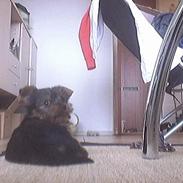 Yorkshire terrier Buster