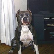 Amerikansk staffordshire terrier gucci