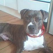 Amerikansk staffordshire terrier Cezar