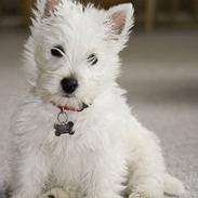 West highland white terrier Luna