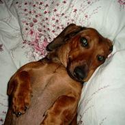 Gravhund Fiffig Jørgensen