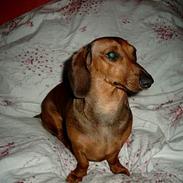 Gravhund Fiffig Jørgensen