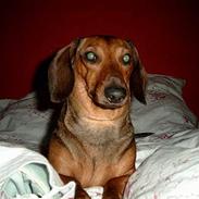 Gravhund Fiffig Jørgensen