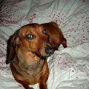 Gravhund Fiffig Jørgensen