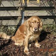 Golden retriever Ronja