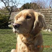 Golden retriever Ronja