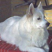 Samojedhund Lady *R.I.B:'(