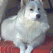 Samojedhund Lady *R.I.B:'(