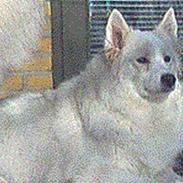 Samojedhund Lady *R.I.B:'(