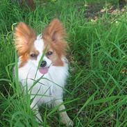 Papillon Rex