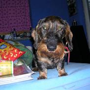 Gravhund Lilleguts Miki (Madsen)