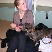 Gravhund Lilleguts Miki (Madsen)