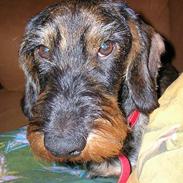 Gravhund Lilleguts Miki (Madsen)