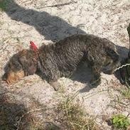 Gravhund Lilleguts Miki (Madsen)