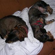 Gravhund Lilleguts Miki (Madsen)