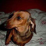 Gravhund Fiffig Jørgensen