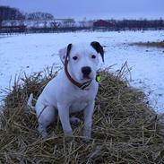 Amerikansk bulldog Razzia