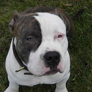 Amerikansk staffordshire terrier Samson