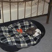 Amerikansk staffordshire terrier Samson