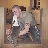 Amerikansk staffordshire terrier Samson