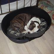 Amerikansk staffordshire terrier Samson