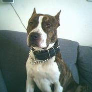 Amerikansk staffordshire terrier Zaggah R.I.P