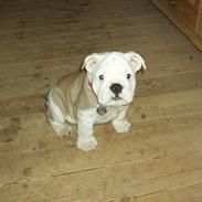 Engelsk bulldog Alfred